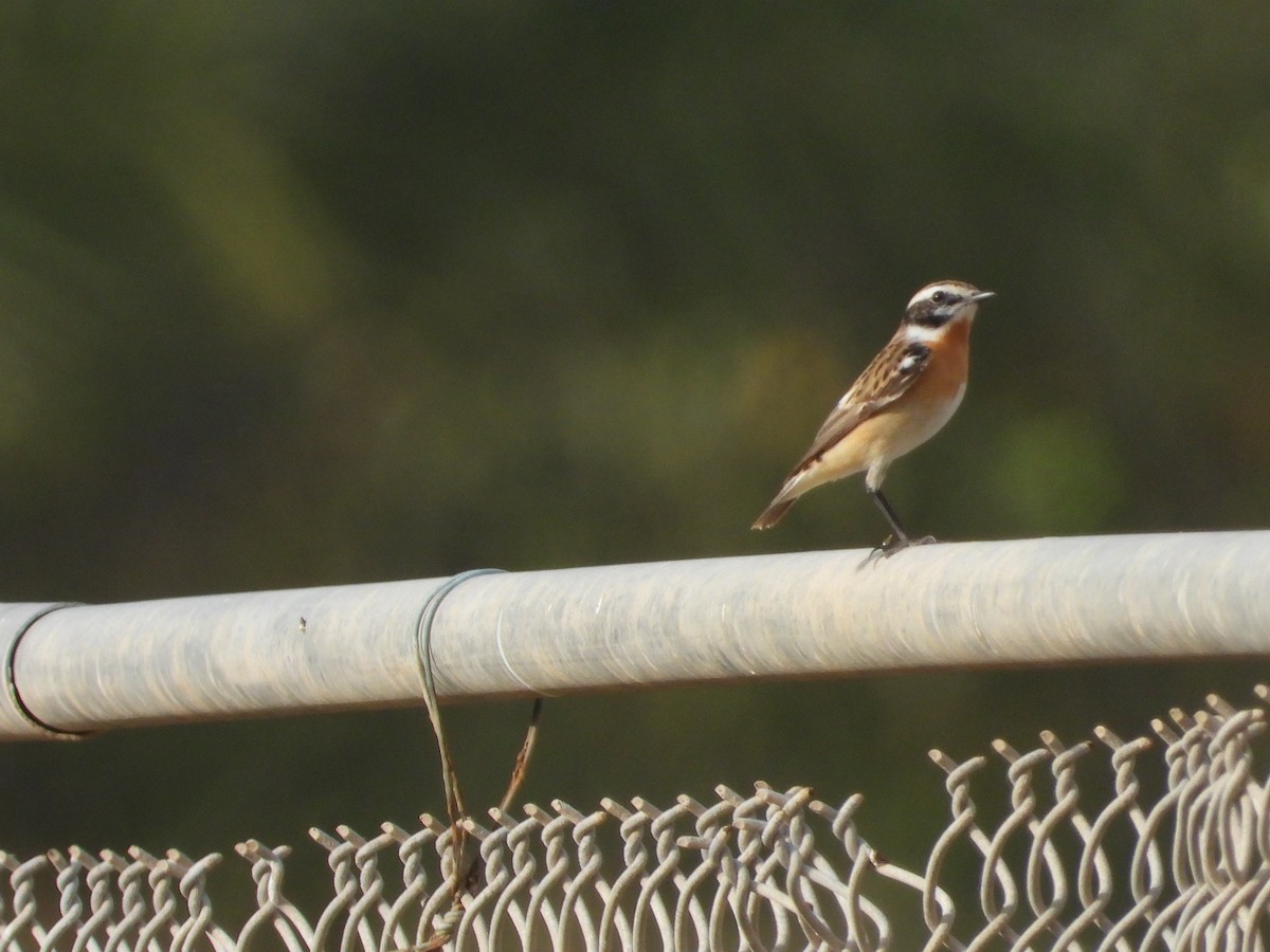 Whinchat - ML555987851
