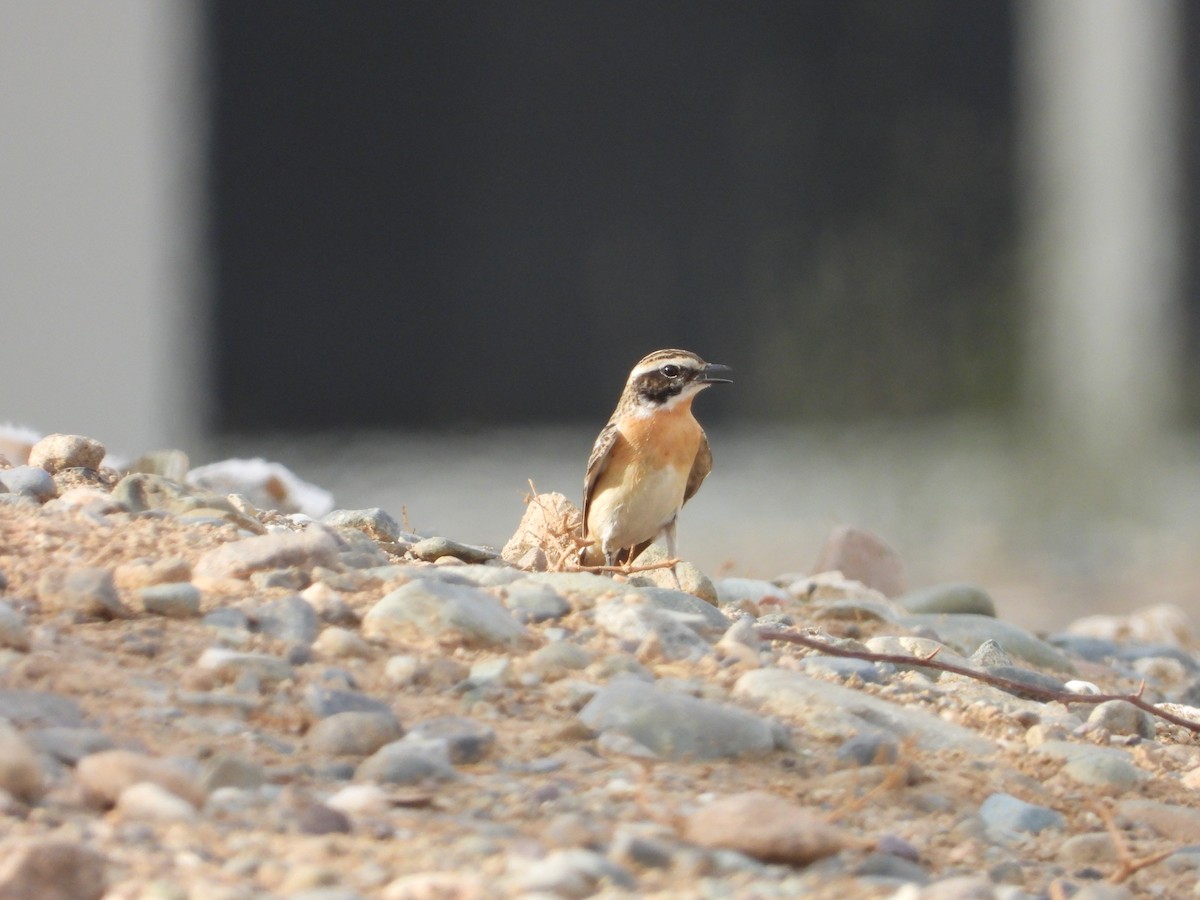 Whinchat - ML555987971