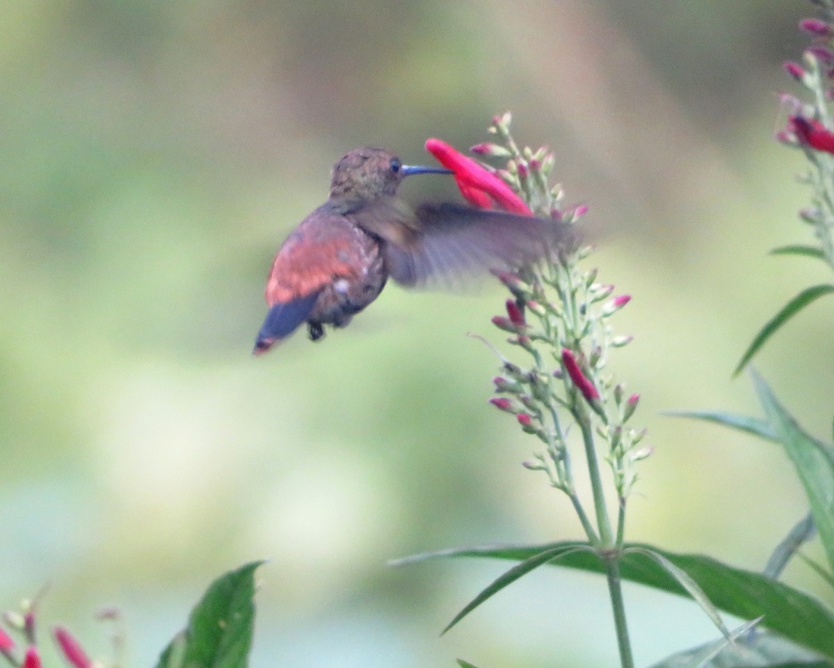 Copper-rumped Hummingbird - Alfredo Correa