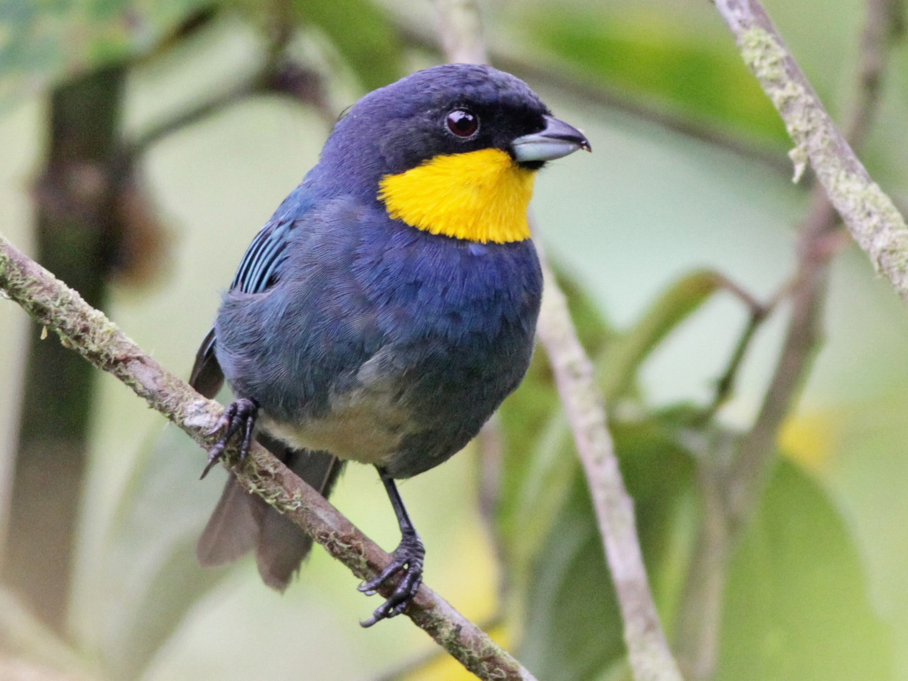 Purplish-mantled Tanager - Ian Davies