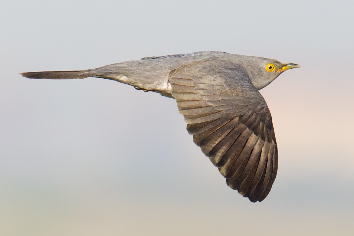 Common Cuckoo - ML55599041