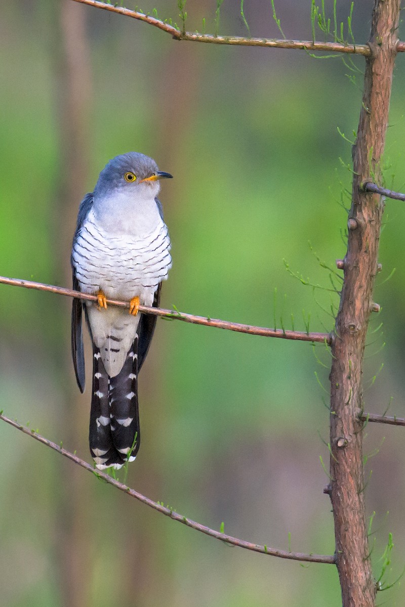 Common Cuckoo - ML55599071