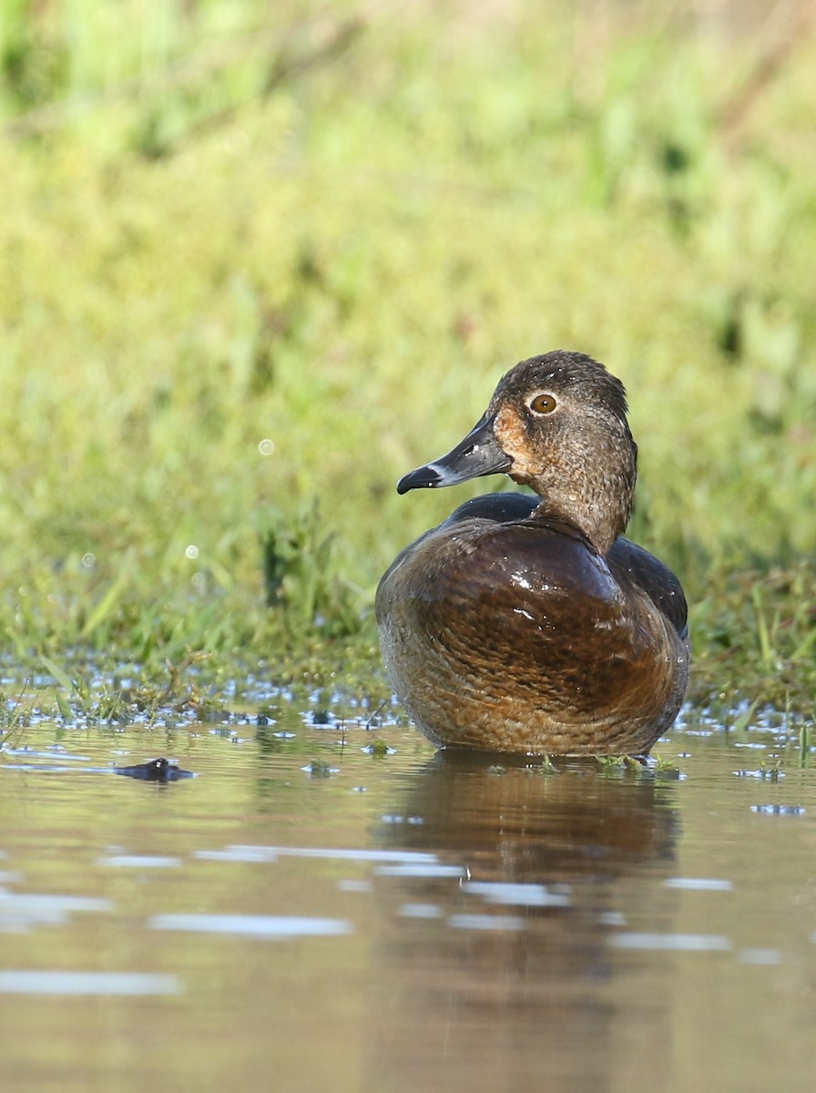 Ring-necked Duck - Sujata roy