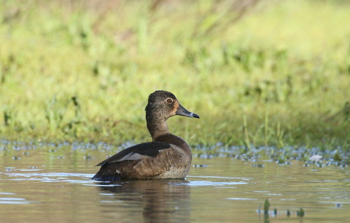 Ring-necked Duck - ML555991551