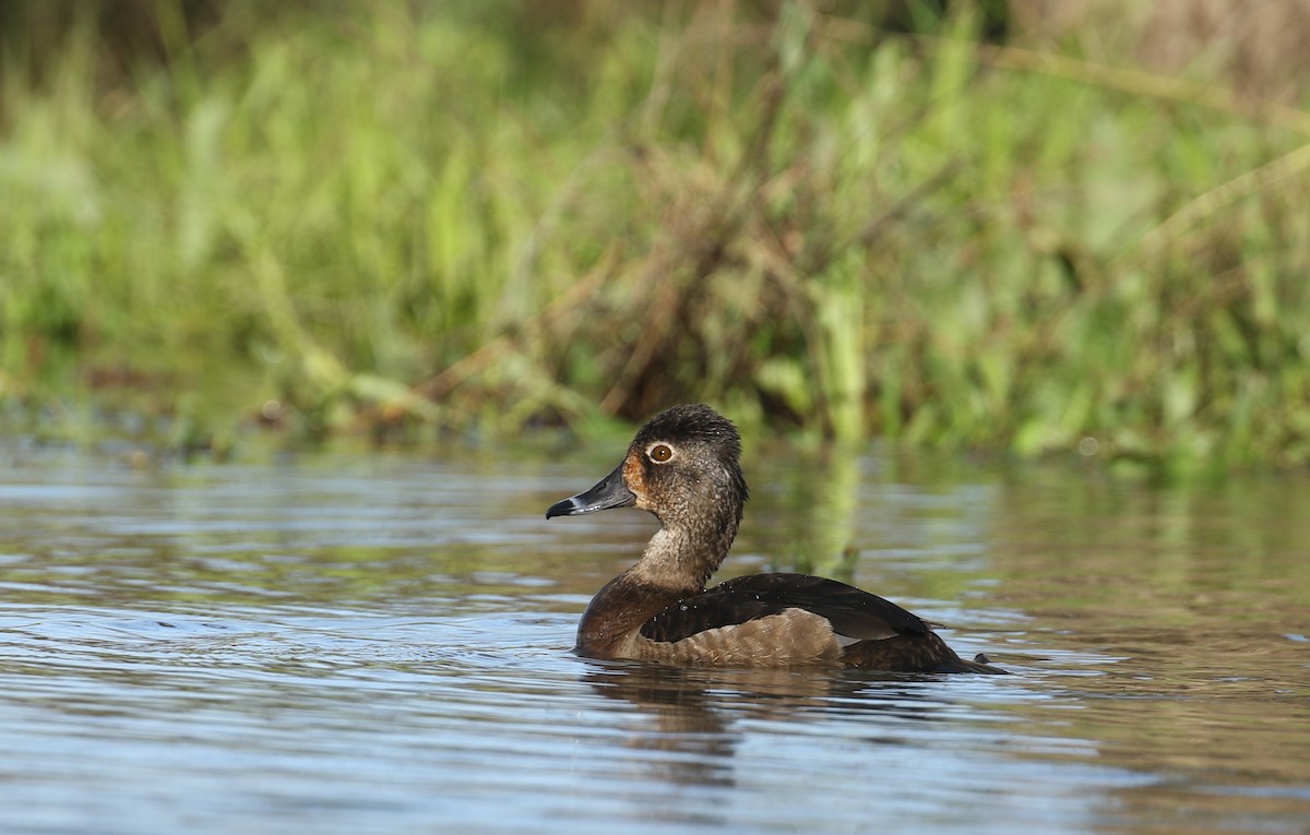 Ring-necked Duck - ML555991561