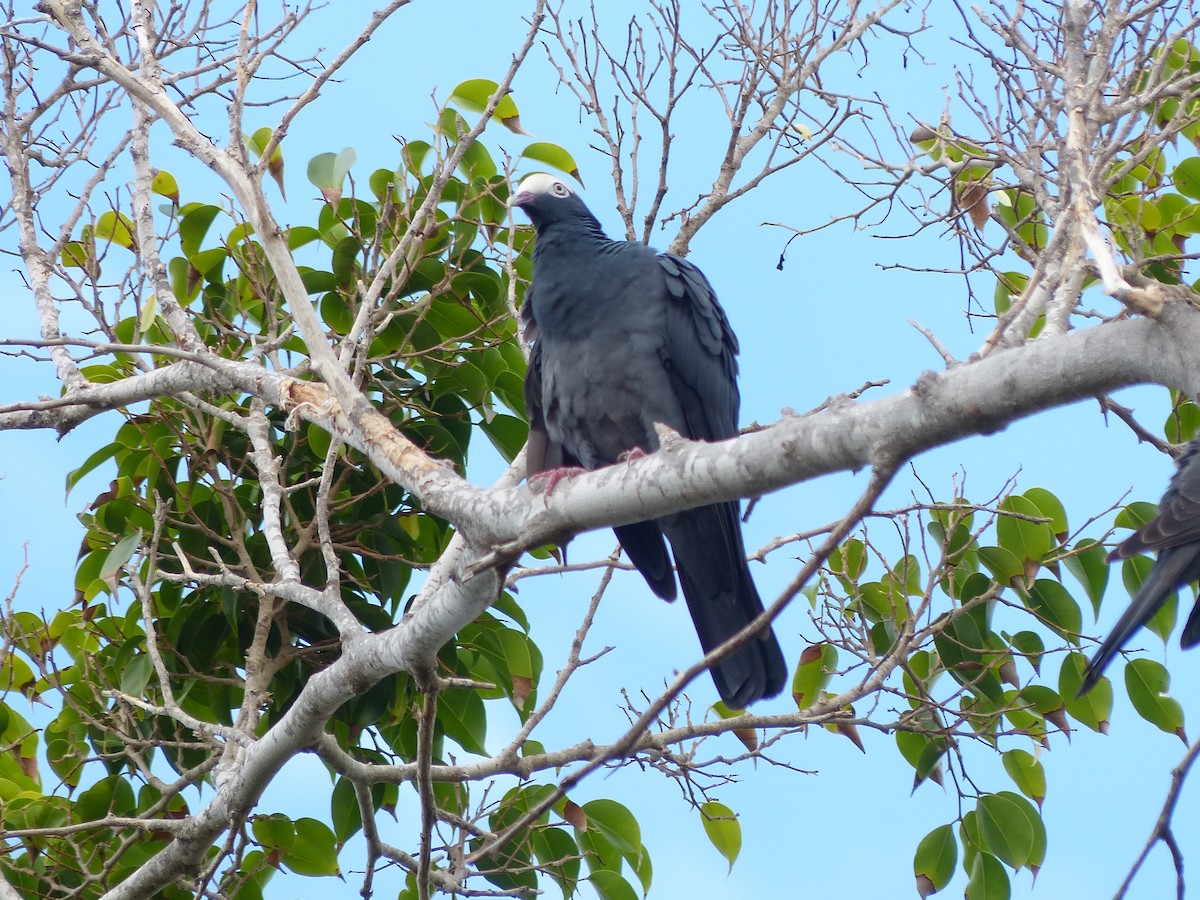 White-crowned Pigeon - ML55599591