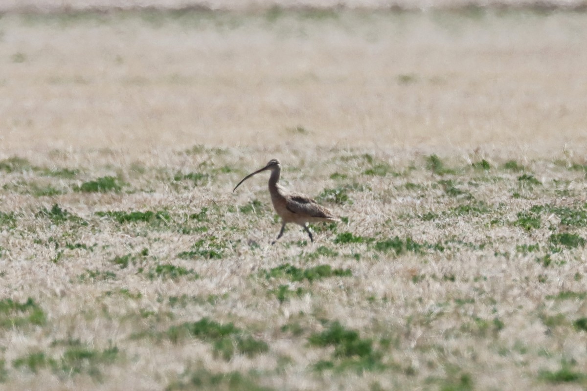 Long-billed Curlew - ML555997741