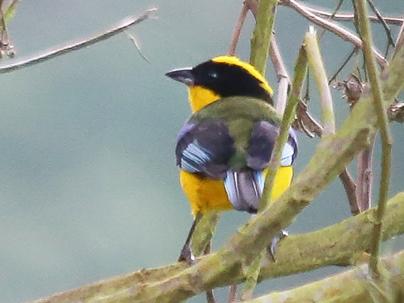 Blue-winged Mountain Tanager - Chantelle du Plessis (Andes EcoTours)