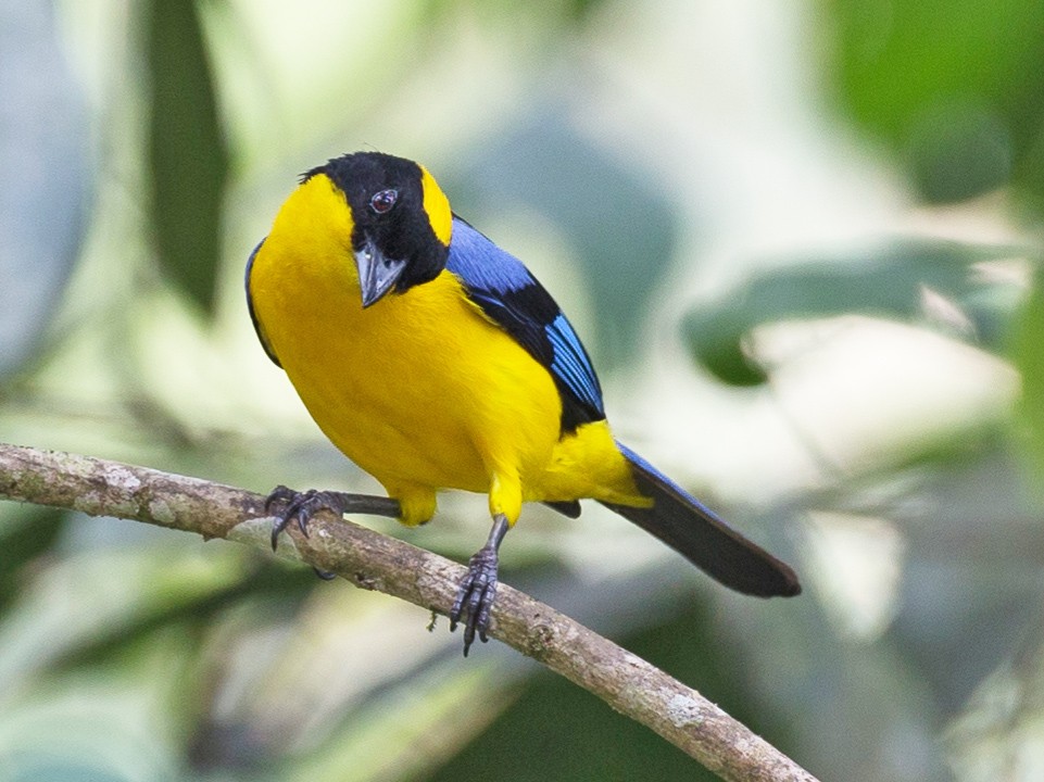 Blue-winged Mountain Tanager - Chris Wood