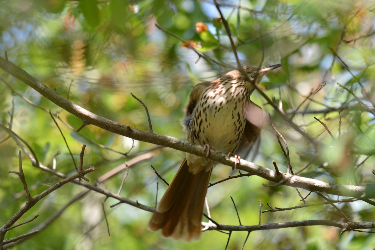 Brown Thrasher - Harold Donnelly