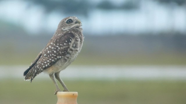 Burrowing Owl (Florida) - ML556009691