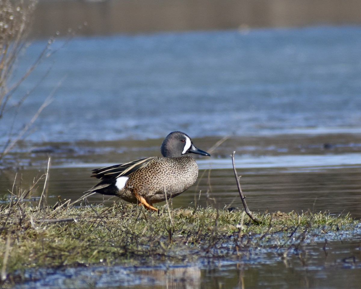 Blue-winged Teal - ML556011881