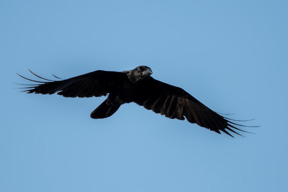 Large-billed Crow - ML556012411