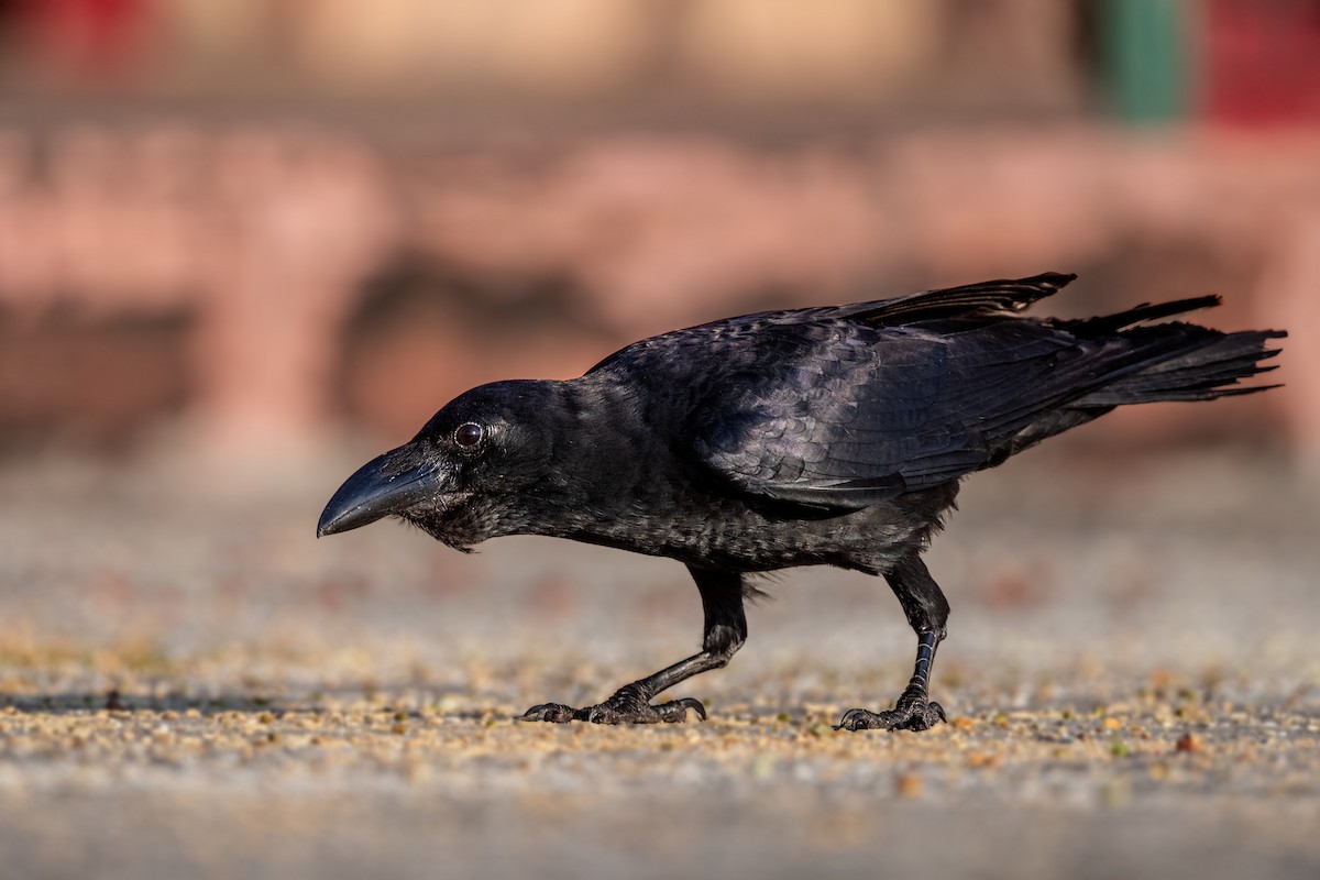 Large-billed Crow - ML556012431