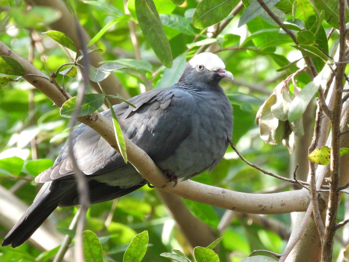 White-crowned Pigeon - ML556014841