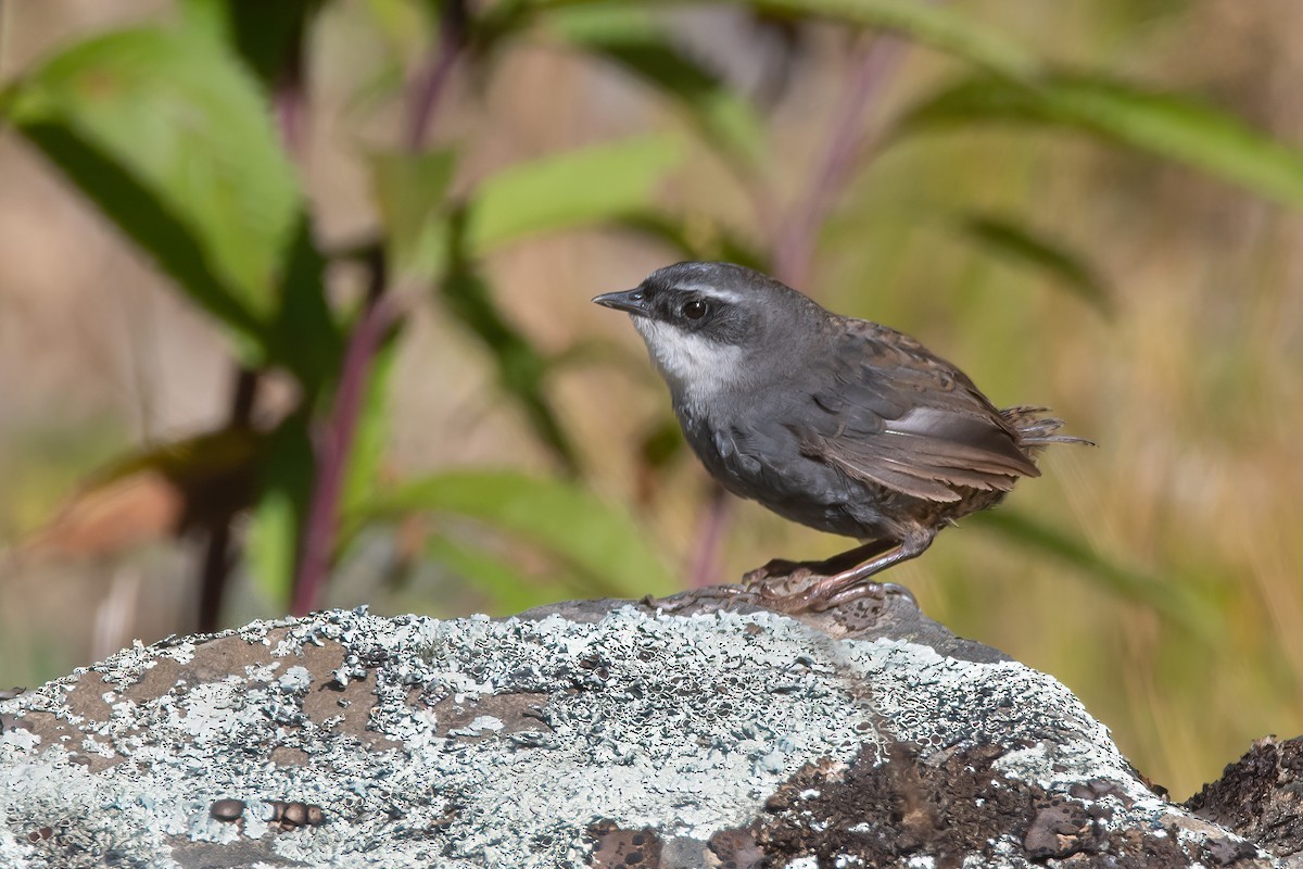 Zimmer's Tapaculo - ML556015101