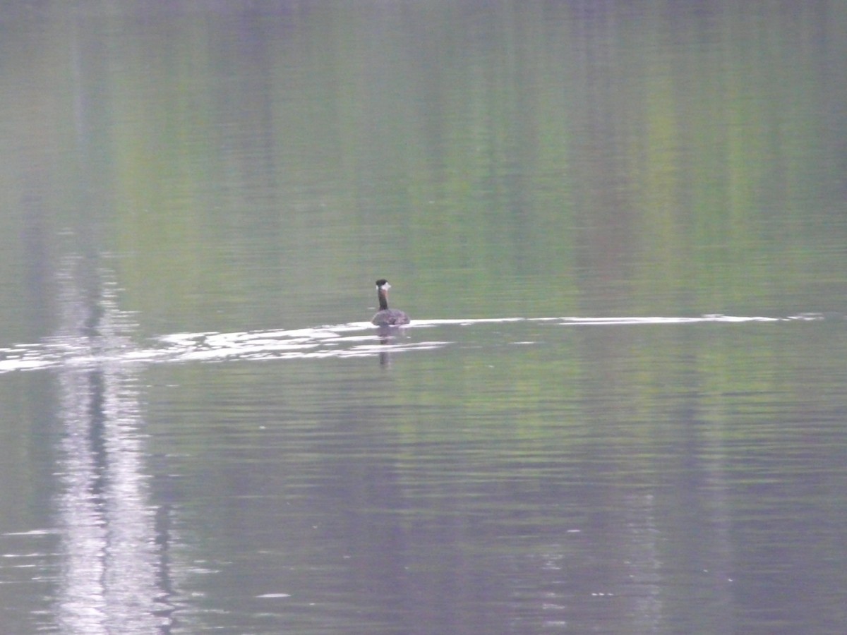 Red-necked Grebe - ML55601951