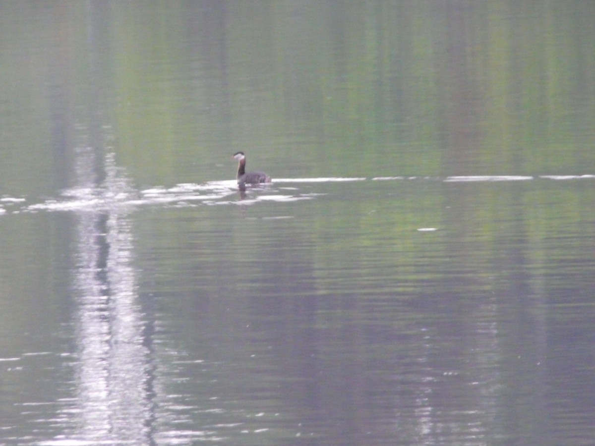 Red-necked Grebe - ML55601961