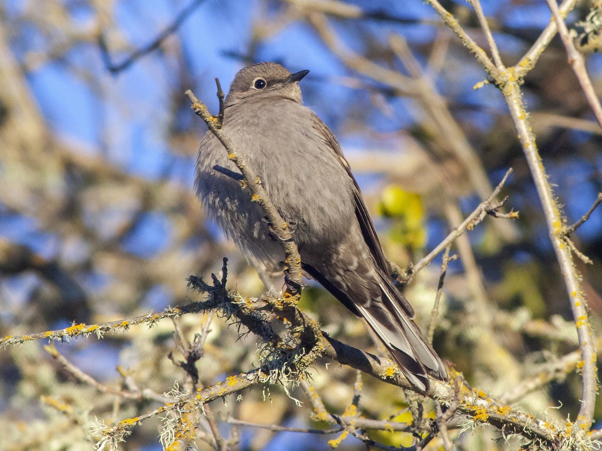Townsend's Solitaire - ML556021841