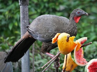 Crested Guan, ML556022491
