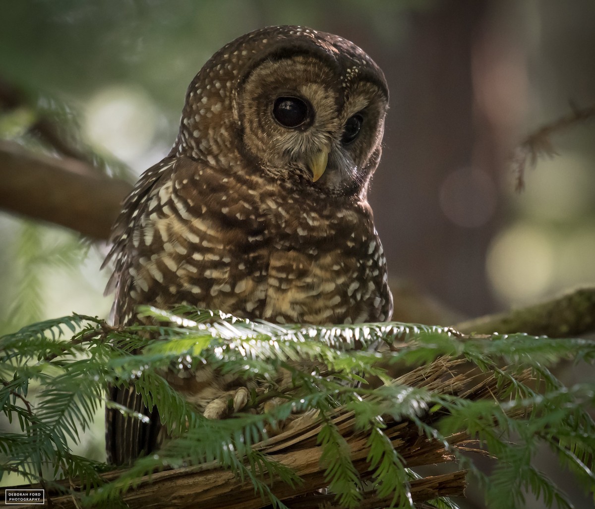 Spotted Owl - ML55602721
