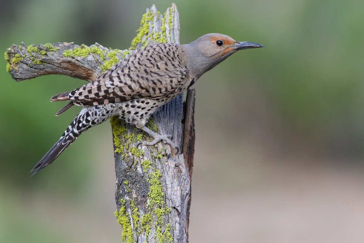 Northern Flicker (Red-shafted) - ML556028591