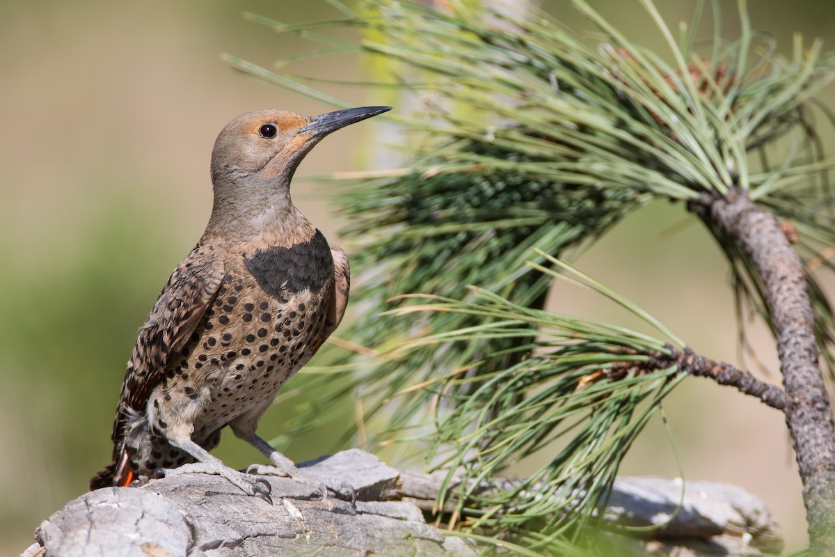 Northern Flicker (Red-shafted) - ML556028601