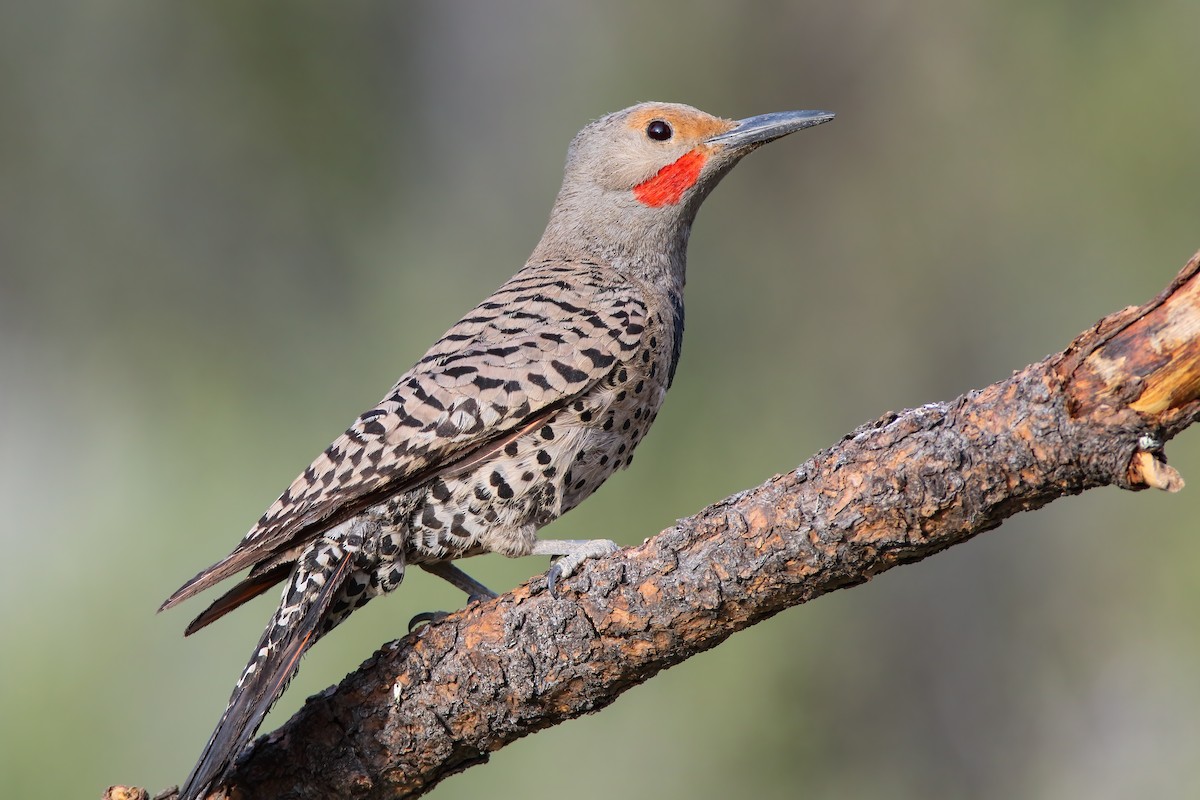Northern Flicker (Red-shafted) - ML556028611