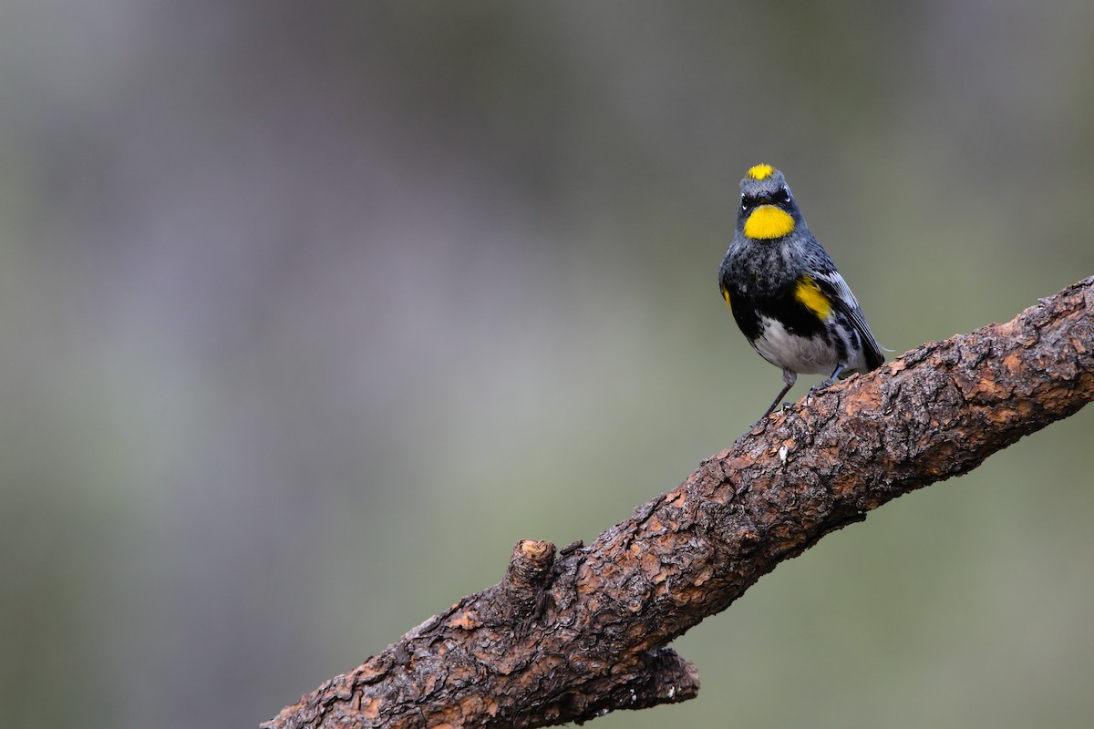 Yellow-rumped Warbler (Audubon's) - ML556029021