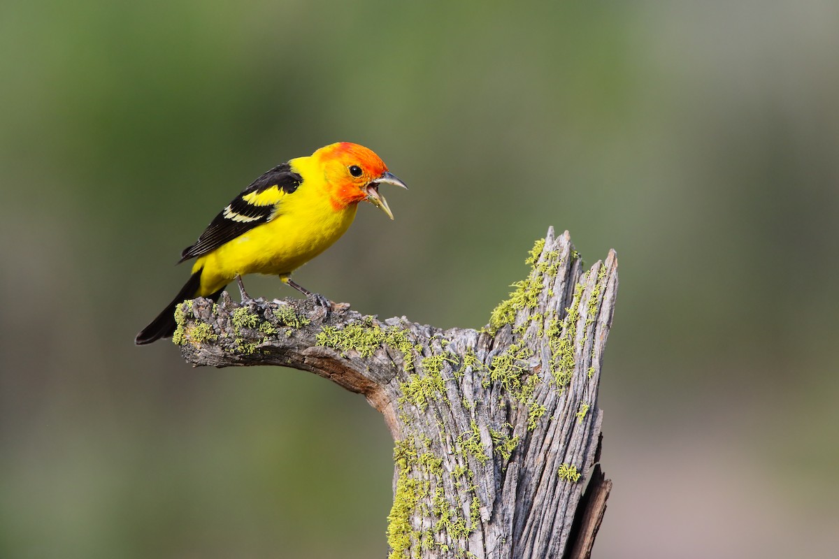 Western Tanager - ML556029291
