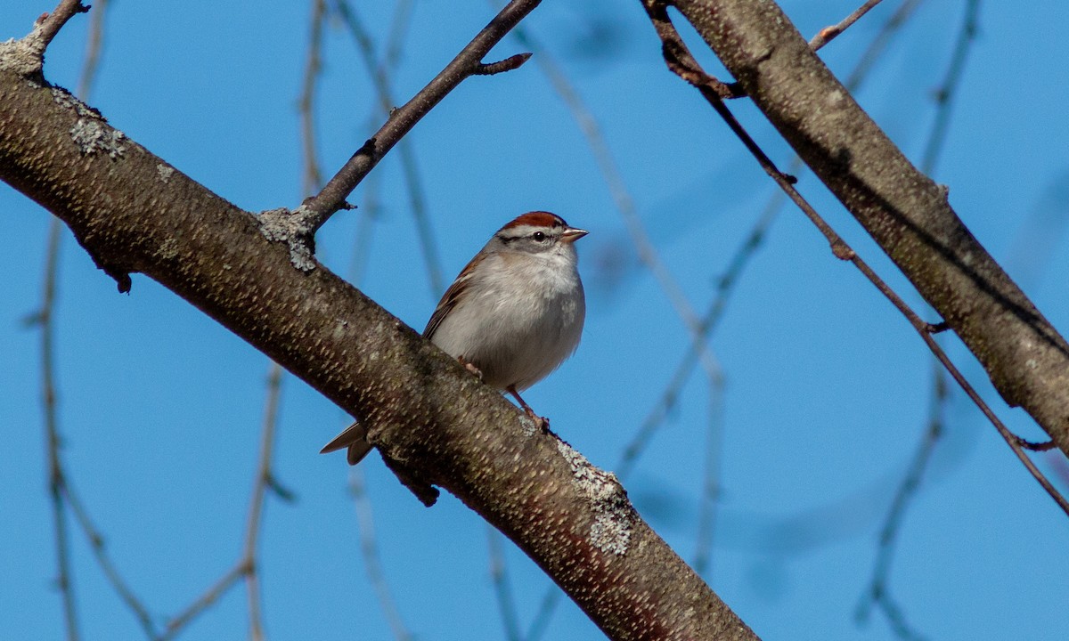 Chipping Sparrow - ML556029411