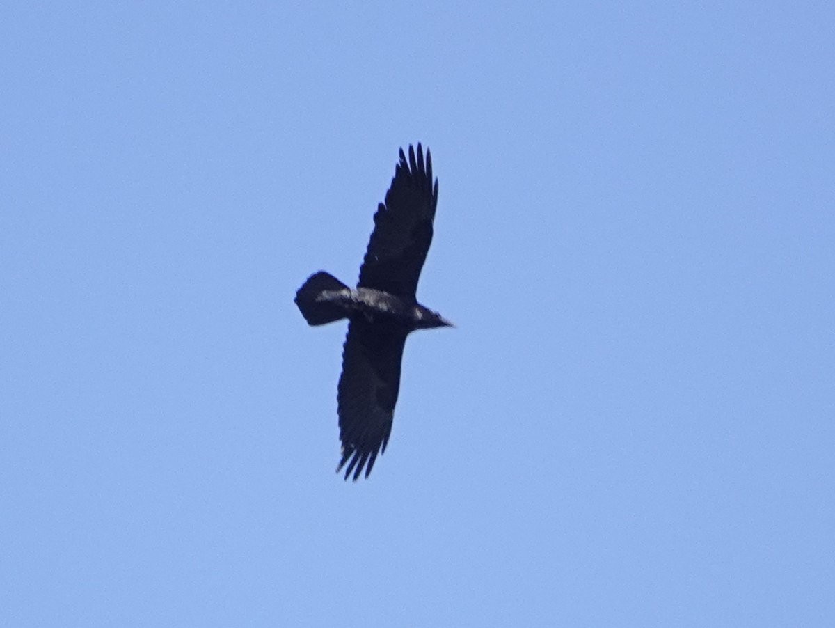 Common Raven - ML556030471