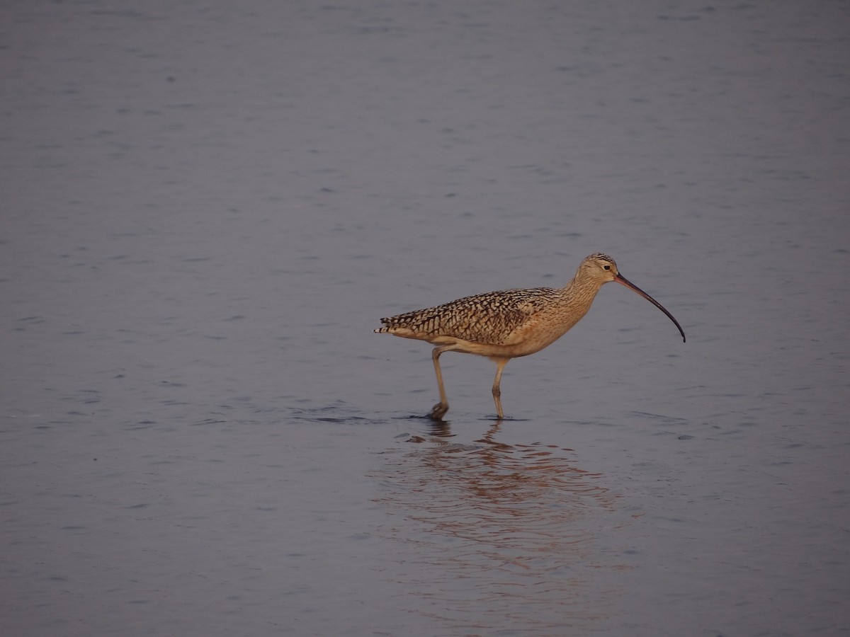 Long-billed Curlew - Enrique Choussy Rusconi