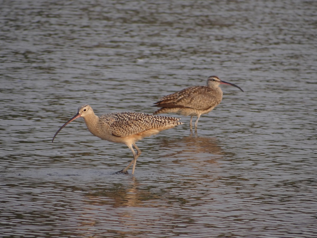 Long-billed Curlew - ML556031571