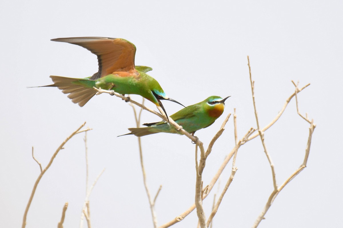 Blue-cheeked Bee-eater - ML556032581