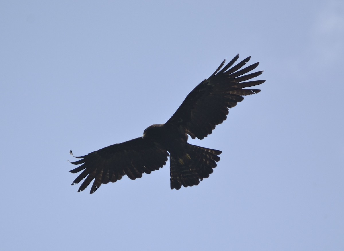Black Eagle - krishna kumar