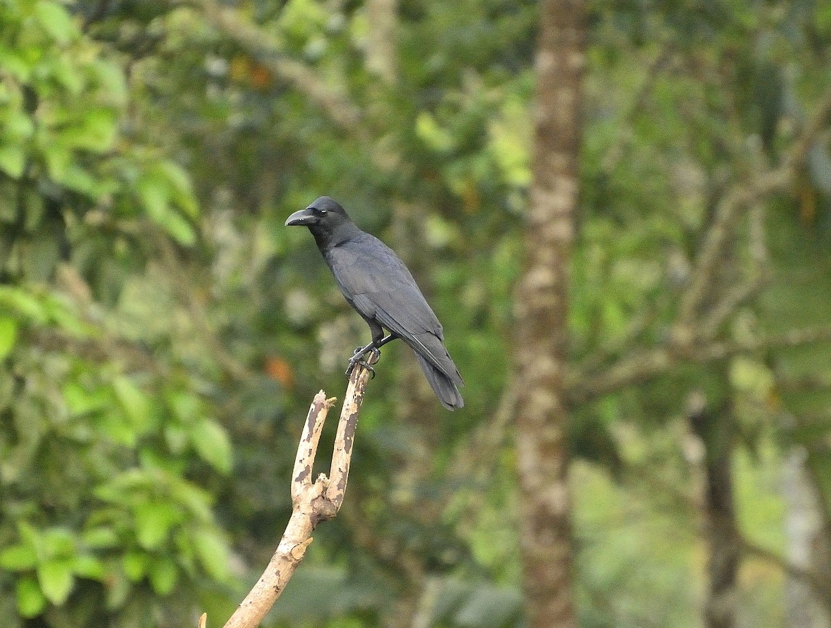 Large-billed Crow (Indian Jungle) - krishna kumar