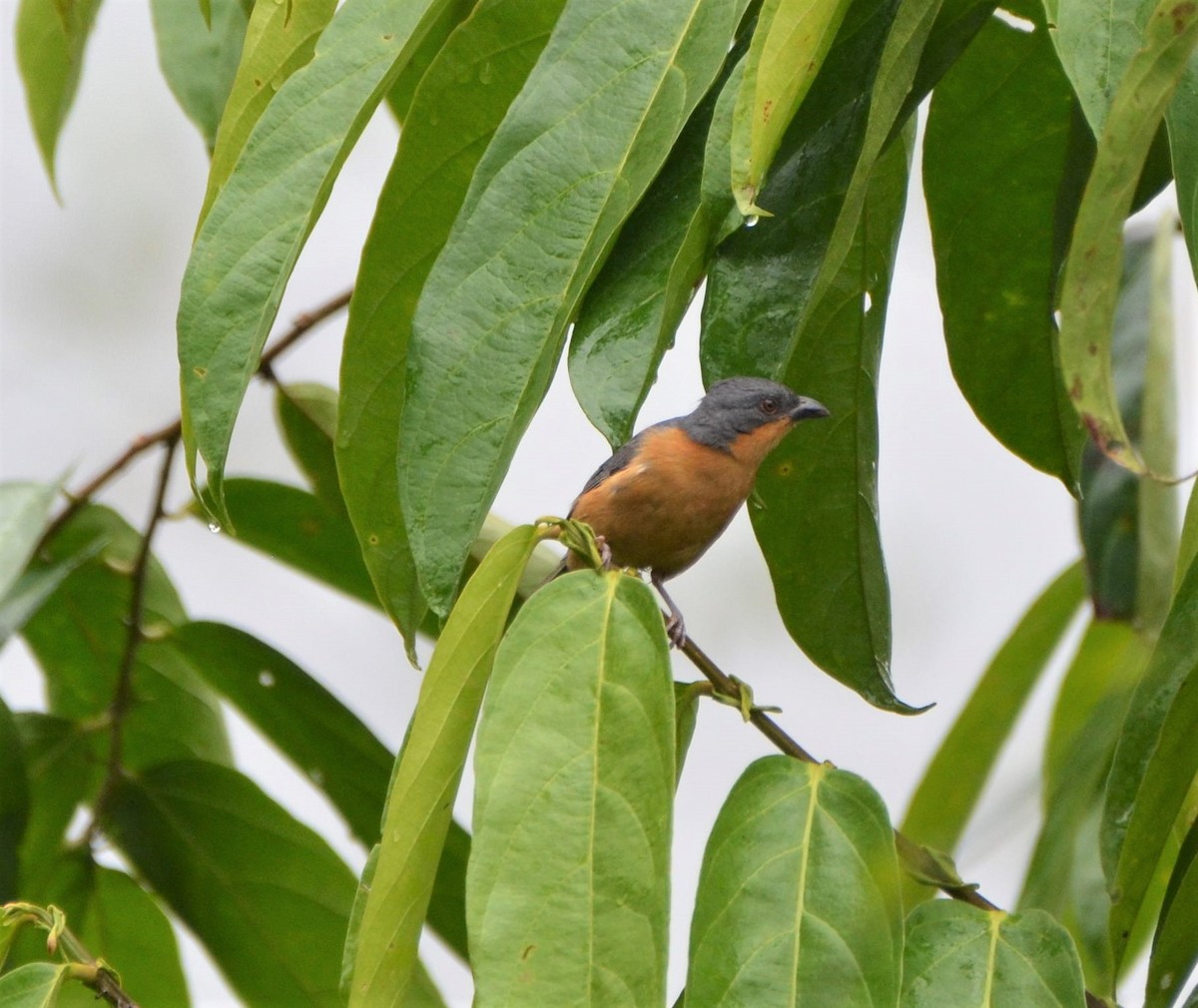 Rufous-crested Tanager - ML556043151