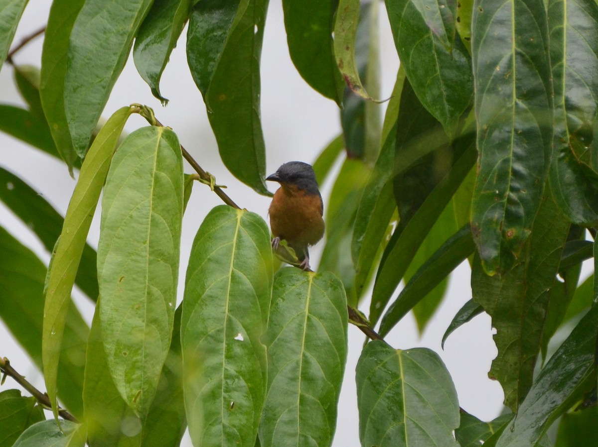 Rufous-crested Tanager - Ana Vanegas