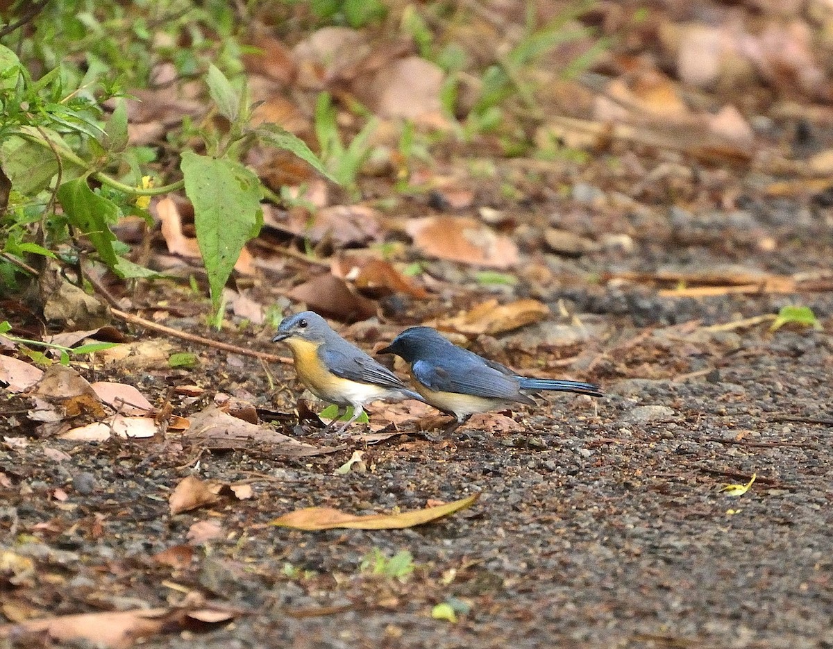 Tickell's Blue Flycatcher - krishna kumar