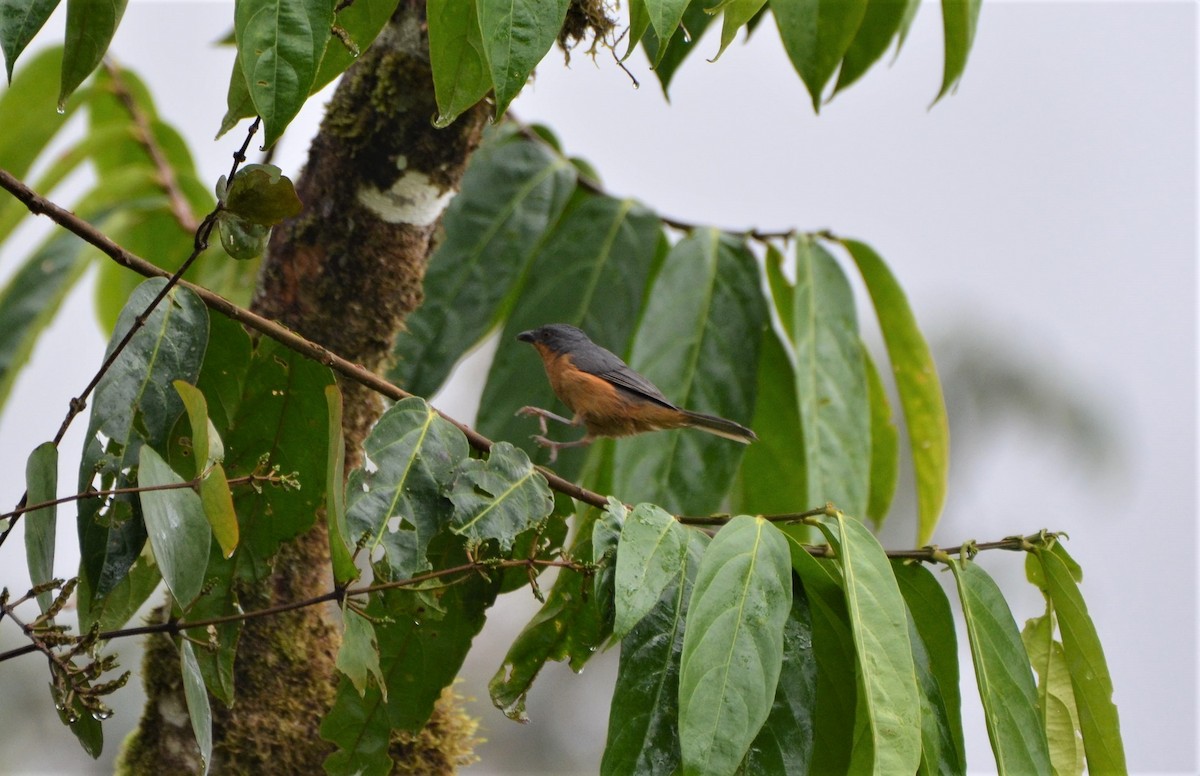 Rufous-crested Tanager - Ana Vanegas