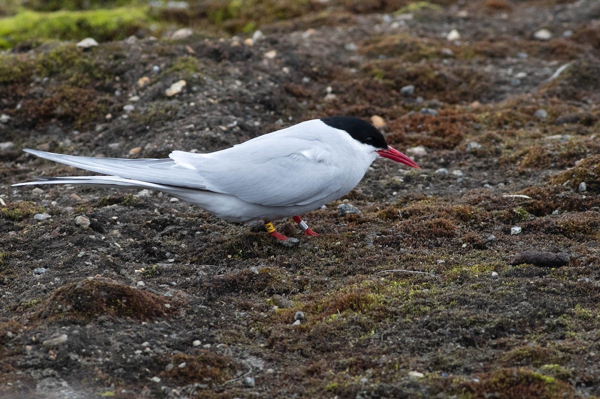 Arctic Tern - ML556045911
