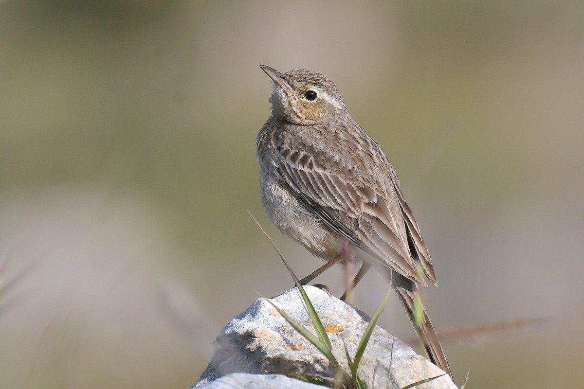 Long-billed Pipit (Middle Eastern) - Itamar Donitza