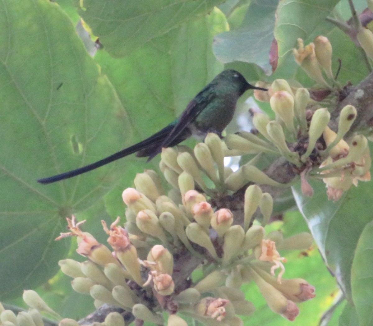 Long-tailed Sylph - ML556047811