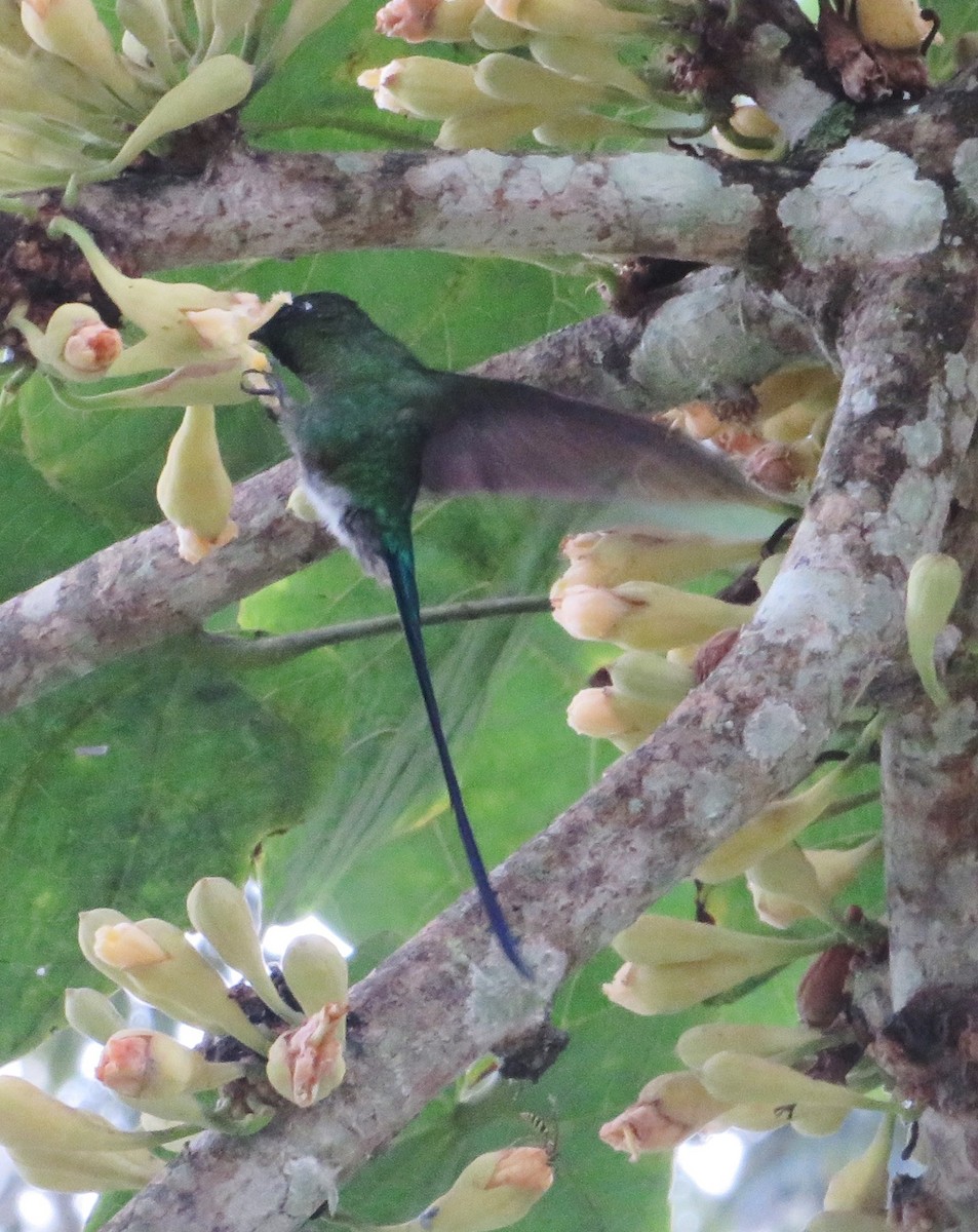 Long-tailed Sylph - ML556047821