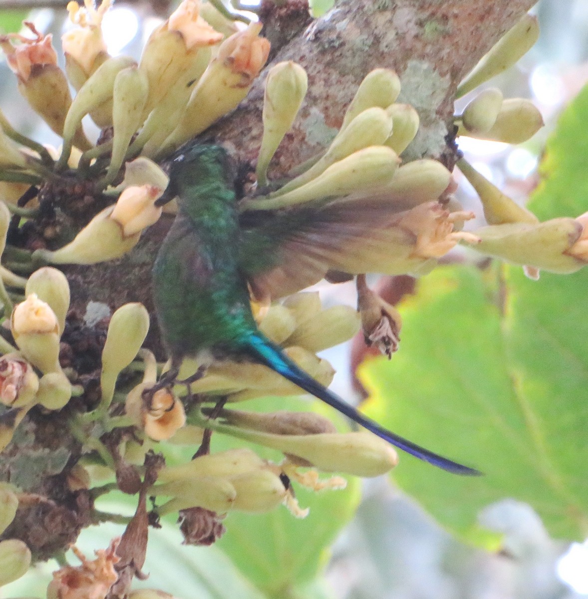 Long-tailed Sylph - ML556047831