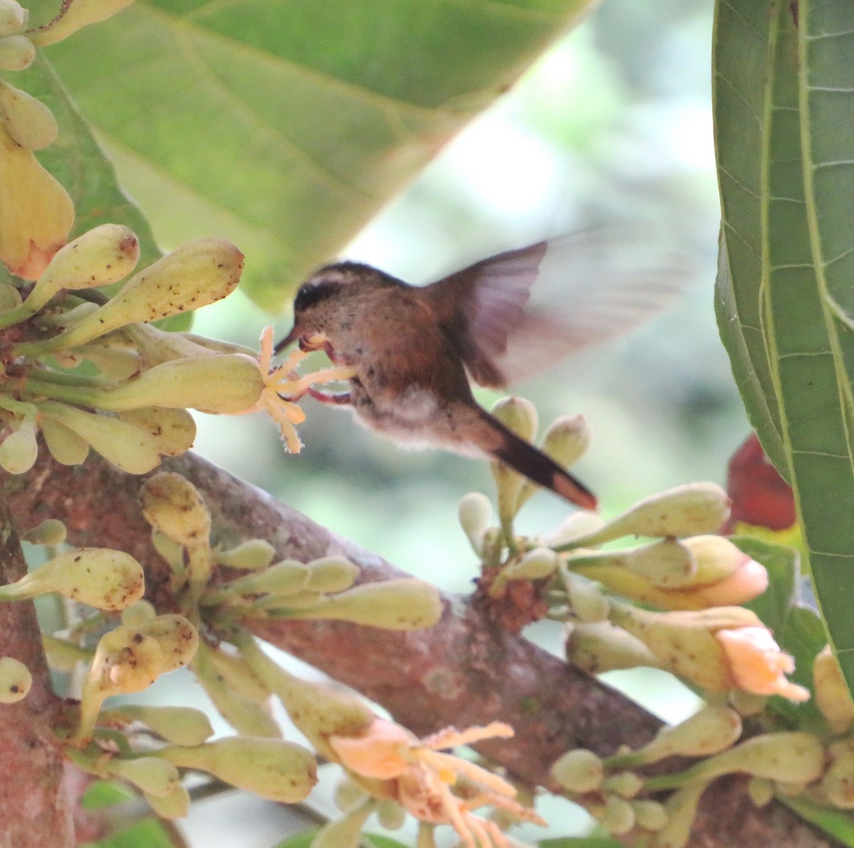 Speckled Hummingbird - ML556051921