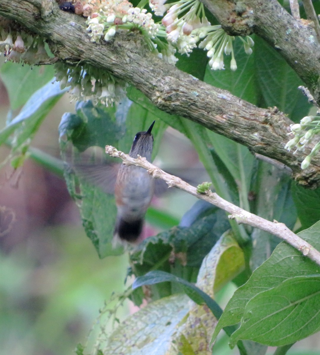 Speckled Hummingbird - ML556052601