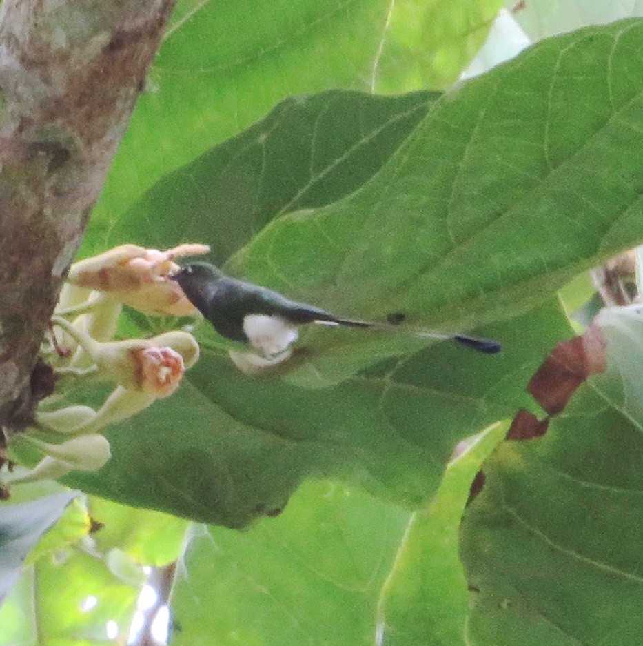 White-booted Racket-tail - ML556055631