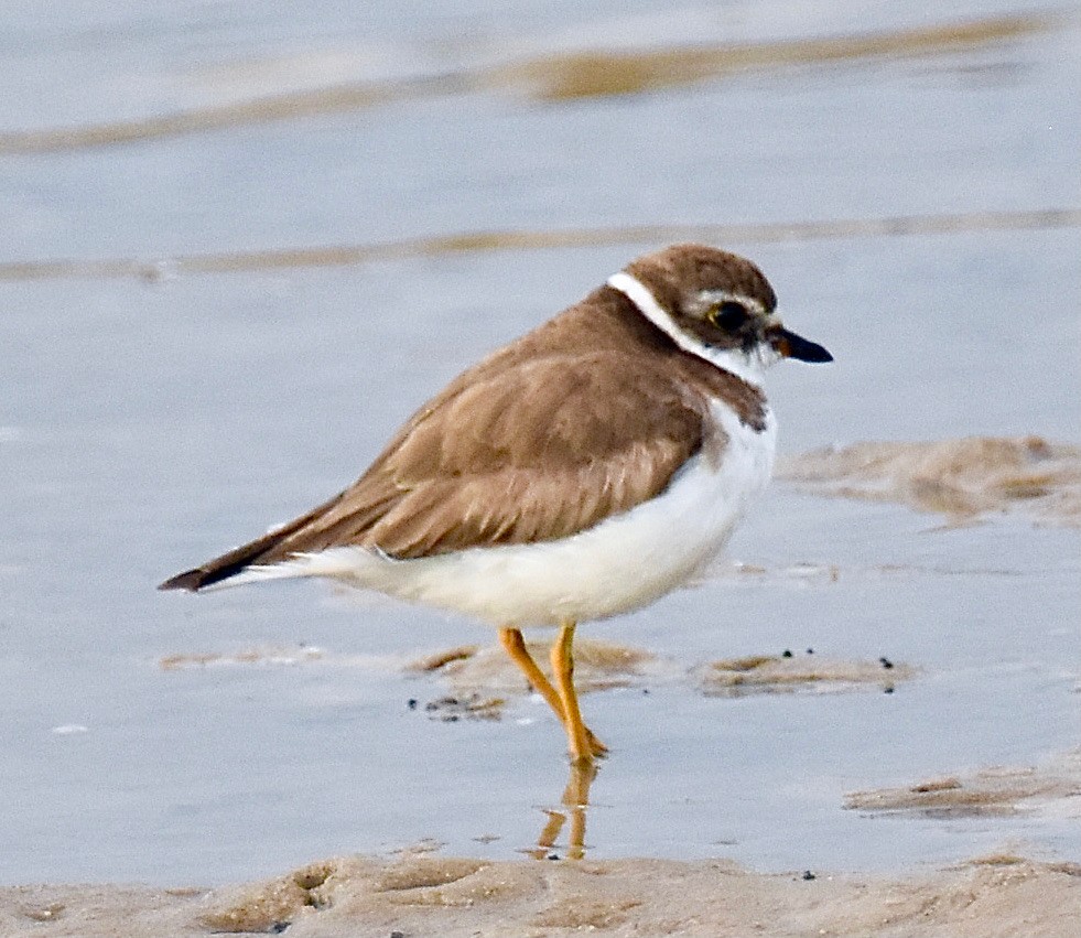 Semipalmated Plover - ML556062611